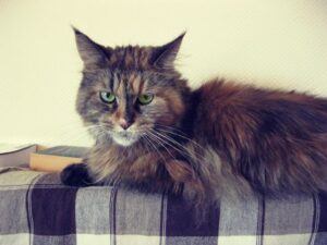 Maine Coon et chien 7 conseils pratiques pour une entente parfaite